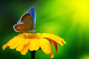 Add Colour And Wildlife To Your Garden With Butterfly Garden Plants Wallpaper