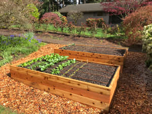 Add Exceptional Beauty To Your Garden With A Customized Raised Garden Bed. Wallpaper