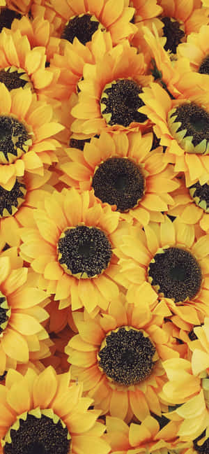 Add Some Color And Life To Your Iphone With This Beautiful Sunflower Aesthetic. Wallpaper