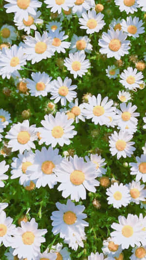 Adding Aesthetic To Your Home With A Daisy Wallpaper