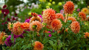 Adelaide Botanic Garden Dahlia Display Wallpaper