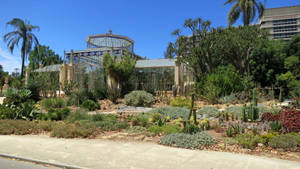 Adelaide Botanic Garden Green House Wallpaper