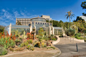 Adelaide Botanic Garden Palm House Wallpaper