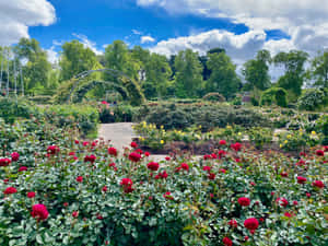 Adelaide Botanic Garden Rose Garden Archway Wallpaper