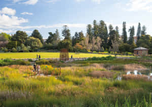 Adelaide Botanic Garden Tranquility Wallpaper