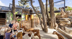 Adelaide Zoo Children Interacting With Goats Wallpaper