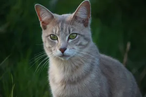 Admirable Cat Face Close Up Wallpaper