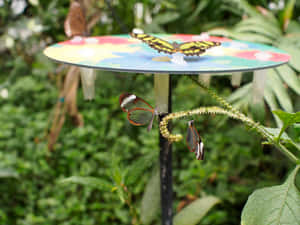 Admire The Beauty Of Nature At Butterfly Zoo Wallpaper