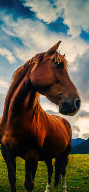 Admire The Beauty Of The Horse Wallpaper