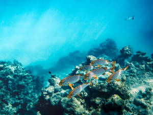 Admire The Diverse And Colorful Fish Of A Tropical Coral Reef Wallpaper