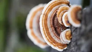 Admiring The Sun And Nature's Beauty. Wallpaper