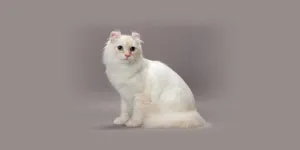 Adorable American Curl Cat Lounging Wallpaper