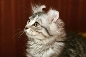 Adorable American Curl Cat Lounging On The Floor Wallpaper