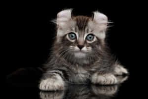 Adorable American Curl Cat Resting On A Carpet Wallpaper