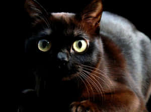 Adorable And Affectionate Burmese Cat Sitting On A Wooden Floor Wallpaper