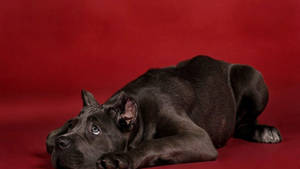 Adorable And Antsy Cane Corso Wallpaper