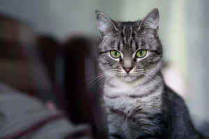 Adorable And Inquisitive American Shorthair Cat Gazing Beside A Wooden Board Wallpaper