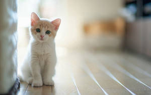 Adorable Baby Kitten Sitting In The Sunlight Wallpaper