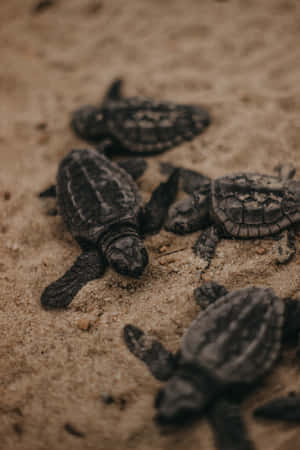 Adorable Baby Turtle Crawling Across The Sand Wallpaper