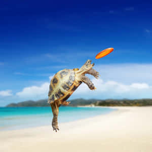 Adorable Baby Turtle Enjoying A Sunny Day Wallpaper