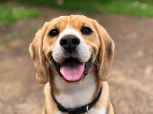 Adorable Beagle Dog With Soft Furry Face Wallpaper