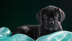 Adorable Big-eared Cane Corso Puppy Wallpaper