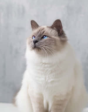 Adorable Birman Cat Posing For A Photo Wallpaper