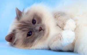 Adorable Birman Cat Resting On The Floor Wallpaper