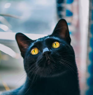 Adorable Black Cat Wallpaper