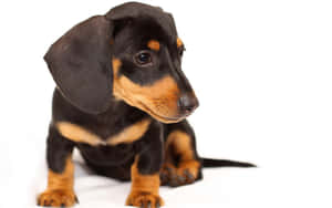 Adorable Blackand Tan Puppy Wallpaper