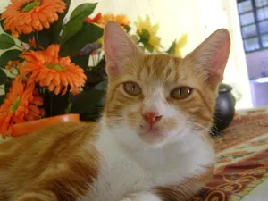 Adorable Brazilian Shorthair Cat Relaxing Outdoors Wallpaper