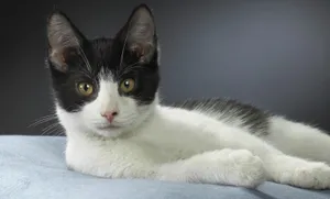 Adorable Brazilian Shorthair Kitten Sitting On A Wooden Floor. Wallpaper
