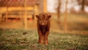 Adorable Brown Baby Cowin Field Wallpaper