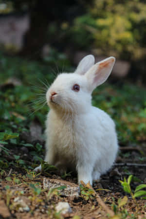 Adorable Bunny Is Ready For A Selfie! Wallpaper