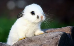 Adorable Bunny Rabbits Eating Vegetables Wallpaper