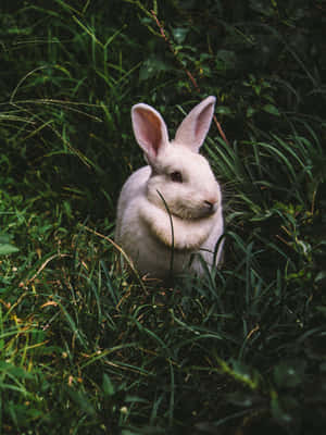 Adorable Bunny Rabbits Playing And Snuggling Wallpaper