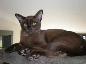 Adorable Burmese Cat Lounging In A Cozy Space Wallpaper