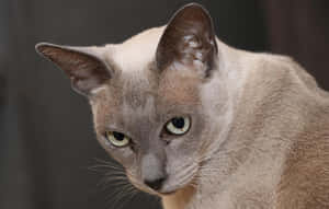 Adorable Burmese Cat Lounging On A Soft Surface Wallpaper