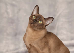 Adorable Burmese Cat Lounging On Sofa Wallpaper