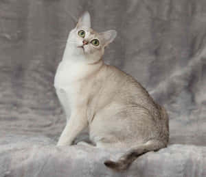 Adorable Burmilla Cat Relaxing In A Cozy Room Wallpaper
