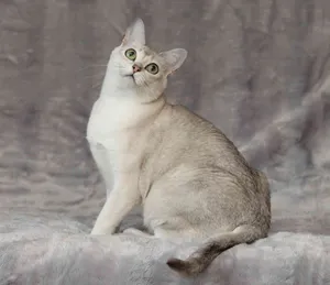 Adorable Burmilla Cat Relaxing In A Cozy Room Wallpaper