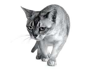 Adorable Burmilla Cat Relaxing On A Sofa Wallpaper