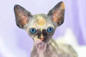 Adorable Canadian Sphynx Cat Relaxing On A Couch Wallpaper