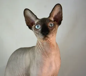 Adorable Canadian Sphynx Cat Resting Wallpaper