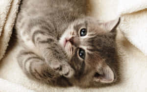 Adorable Cat Lounging In A Windowsill Wallpaper