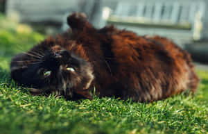 Adorable Chantilly-tiffany Cat Lounging At Home Wallpaper