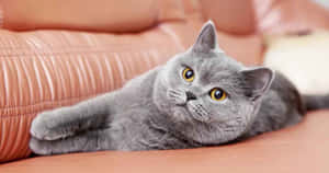 Adorable Chartreux Cat Lazily Resting On A Cushion Wallpaper
