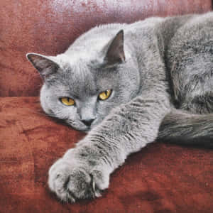 Adorable Chartreux Cat Lounging On Floor Wallpaper