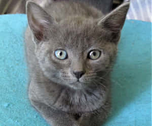 Adorable Chartreux Cat Relaxing On A Blanket Wallpaper