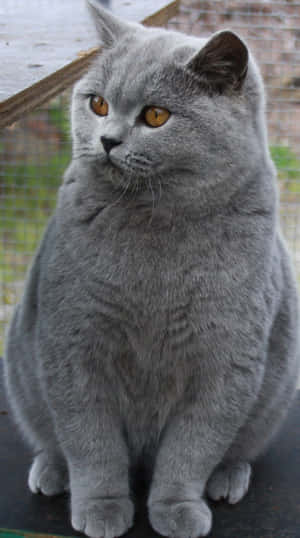 Adorable Chartreux Cat Relaxing On A Cozy Blanket Wallpaper